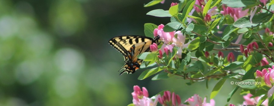 Swallowtail