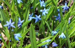 Scilla siberica