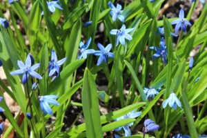 Scilla siberica