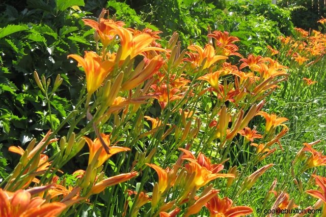 1308_35 Daylillies
