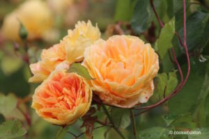 Roses from garden at Blenheim Palace