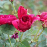 Rose from Blenheim Palace rose garden