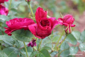 Rose from Blenheim Palace rose garden