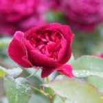 Rose from Blenheim Palace rose garden