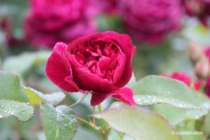 Rose from Blenheim Palace rose garden