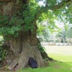 Oak tree near rose garden on grounds of Blenheim Palace