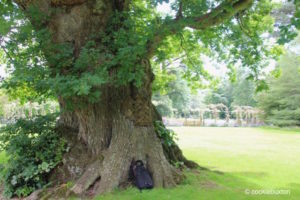 Oak tree near rose garden on grounds of Blenheim Palace