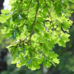 Sunlight on oak leaves