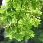 Sunlight on oak leaves