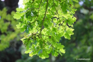 Sunlight on oak leaves