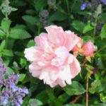 Pink rose in the Blenheim Palace rose garden