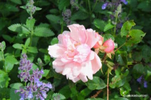 Pink rose in the Blenheim Palace rose garden