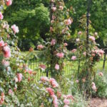 Pink climbing roses at Blenheim Palace rose garden