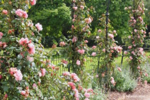 Pink climbing roses at Blenheim Palace rose garden
