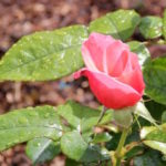 Pink rose after rainfall at Blenheim Garden rose garden