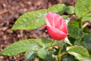 Pink rose after rainfall at Blenheim Garden rose garden