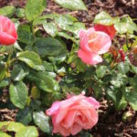 Pink roses after rainfall in Blenheim Palace rose garden