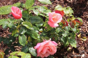 Pink roses after rainfall in Blenheim Palace rose garden