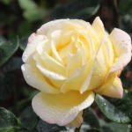 Yellow rose with water droplets in Blenheim Palace garden