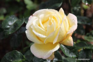 Yellow rose with water droplets in Blenheim Palace garden