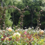 Blenheim Palace rose garden