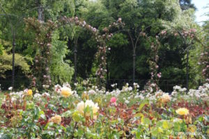 Blenheim Palace rose garden