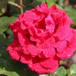 Deep pink rose after rainfall at Blenheim Palace garden