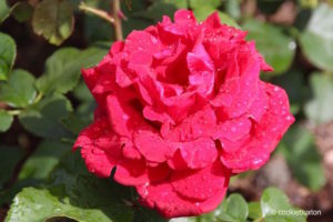 Deep pink rose after rainfall at Blenheim Palace garden