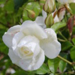 white rose after rainfall at Blenheim Palace garden
