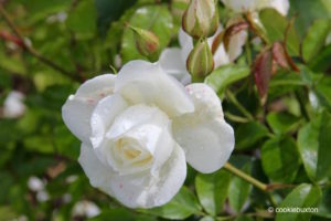 white rose after rainfall at Blenheim Palace garden
