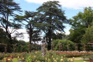 Blenheim Palace rose garden