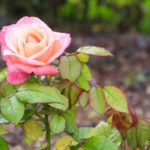Pink rose after rainfall at Blenheim Garden rose garden