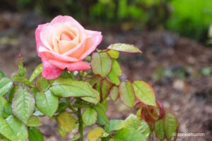 Pink rose after rainfall at Blenheim Garden rose garden