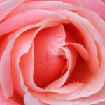 close up of water droplets on pink rose at Blenheim Palace rose garden