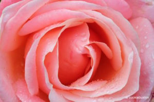 close up of water droplets on pink rose at Blenheim Palace rose garden