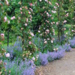 Pink climbing roses at Blenheim Garden rose garden