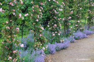 Pink climbing roses at Blenheim Garden rose garden