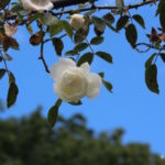 White rose at Blenheim Palace rose garden