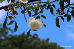 White rose at Blenheim Palace rose garden