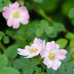 Wild roses at Stowe Garden