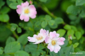 Wild roses at Stowe Garden