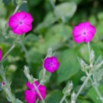 Flowers at Stowe Garden