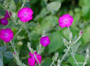 Flowers at Stowe Garden