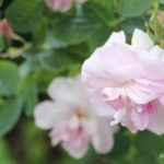 Pink roses at Stowe Garden