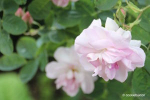 Pink roses at Stowe Garden