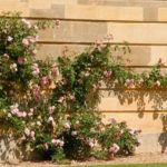 Climbing roses at Stowe House