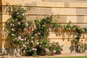 Climbing roses at Stowe House