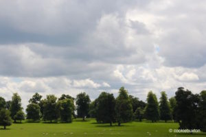 Sheep grazing at Stowe