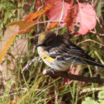 Yellow-rumped Warbler, Manitoba