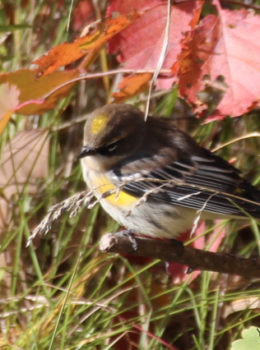 Yellow-rumped Warbler, Manitoba